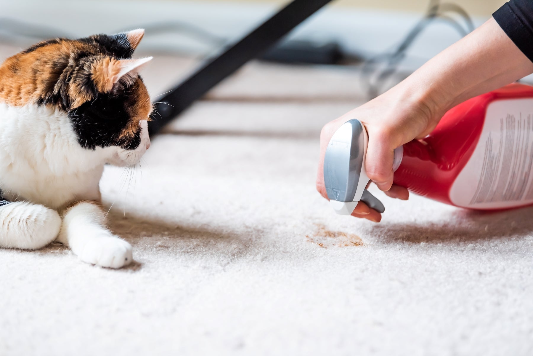 Cat pooping on carpet hotsell